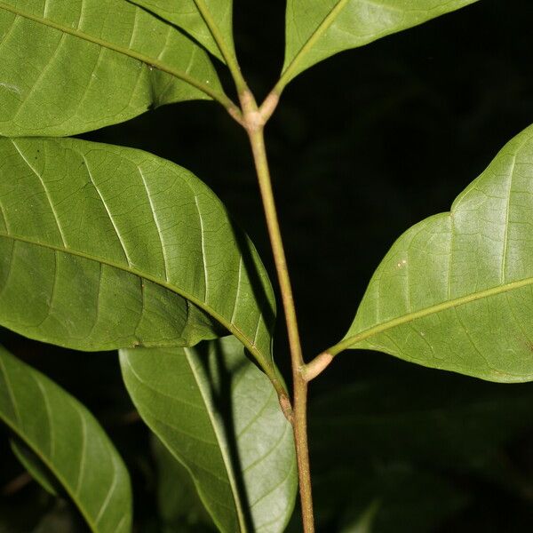 Trichilia pallida Blad