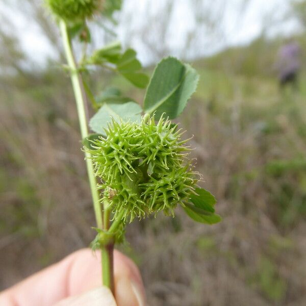 Medicago polymorpha Fruto