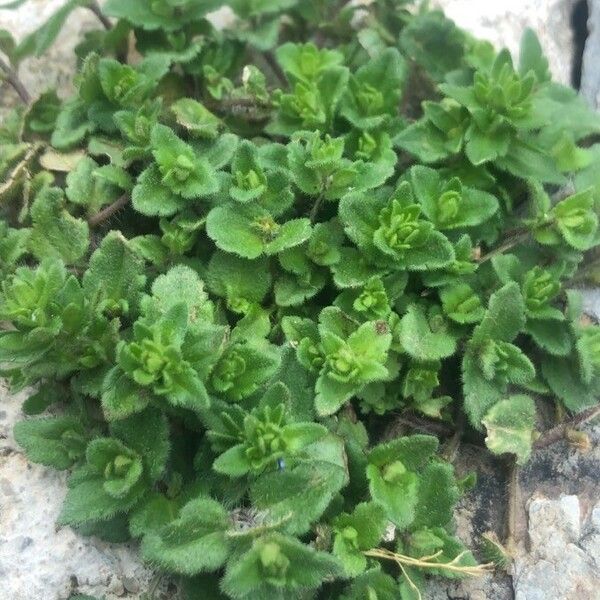 Veronica arvensis Fulla