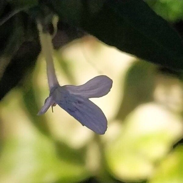 Rhinacanthus nasutus Flor