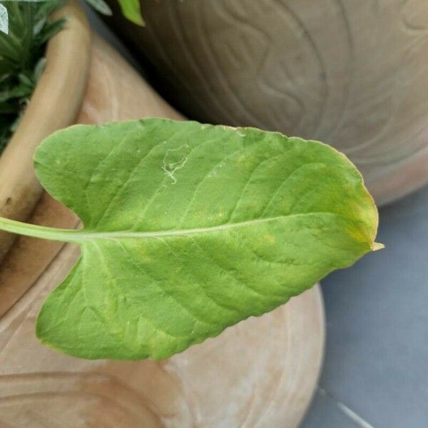 Rumex spinosus 葉