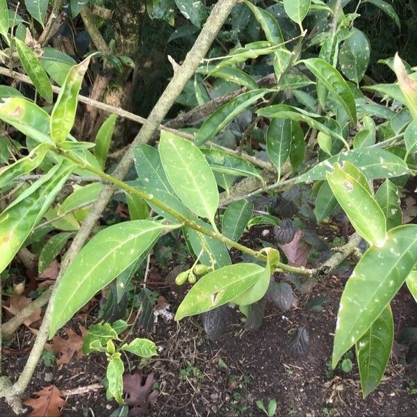 Cestrum nocturnum Frunză