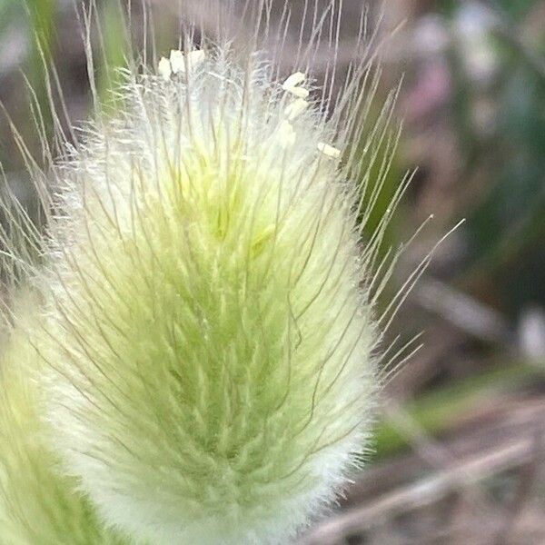 Lagurus ovatus Flower