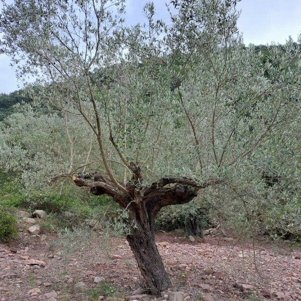 Olea europaea Habit