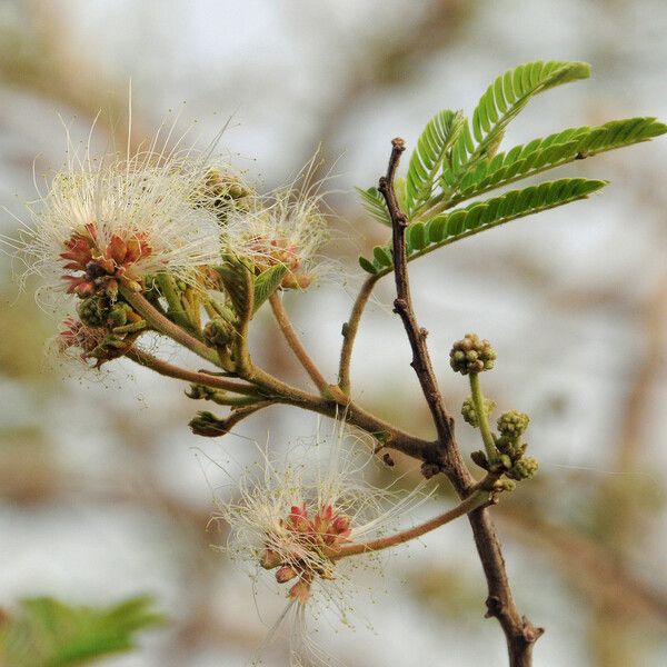 Albizia chevalieri Habitus