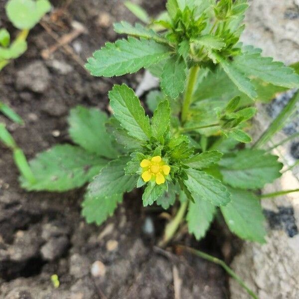 Potentilla norvegica 花