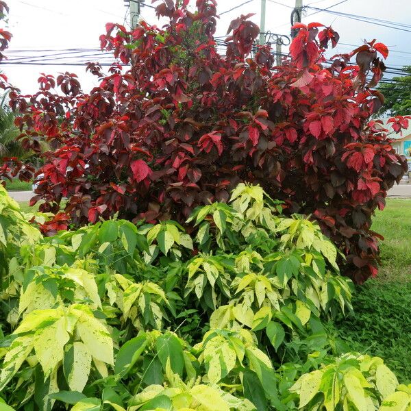 Acalypha wilkesiana Habit