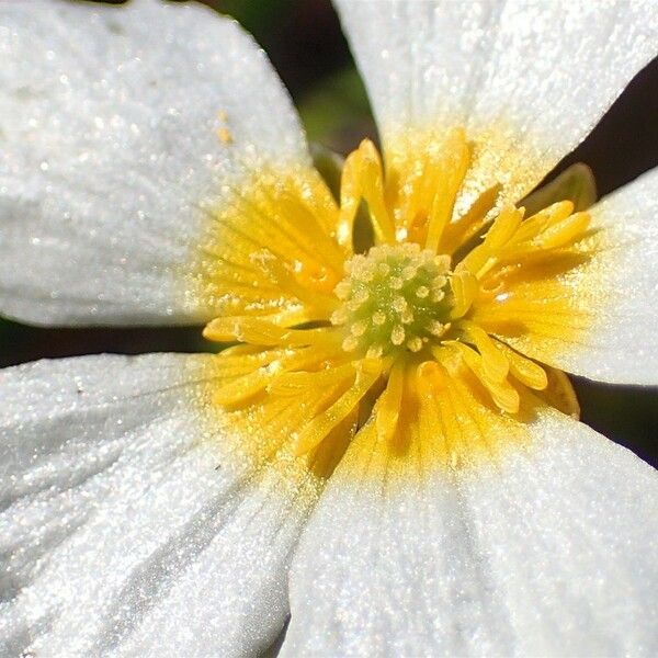 Ranunculus peltatus Flower