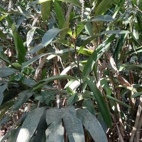 Hedychium coronarium Habit