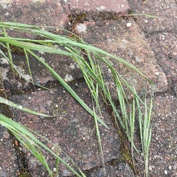 Bromus sterilis Blomst