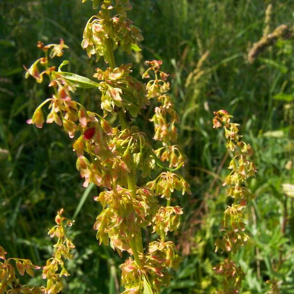 Rumex crispus Плод