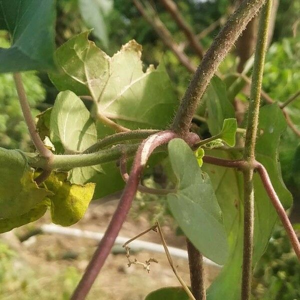 Pergularia daemia Blatt