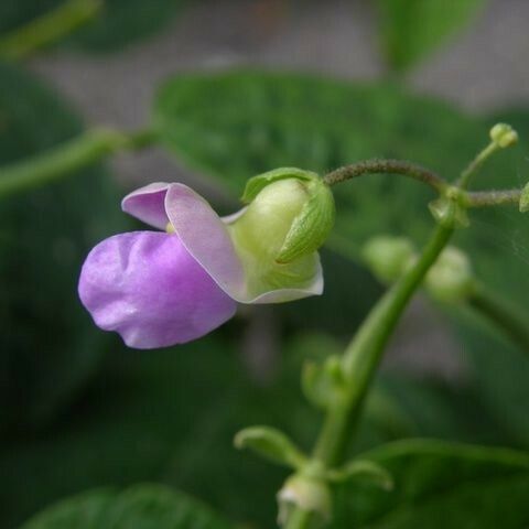 Phaseolus lunatus Fiore