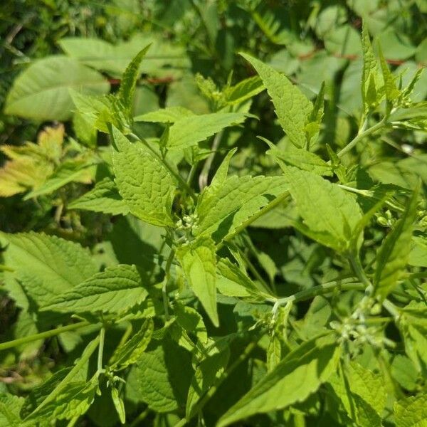 Scutellaria lateriflora Folha