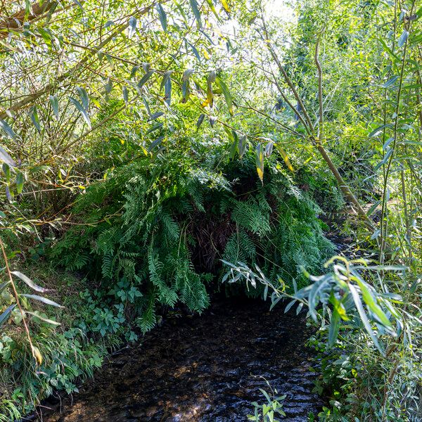 Osmunda regalis आदत