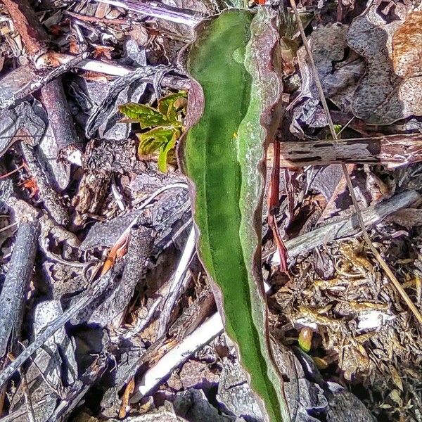 Scorzonera humilis Leaf