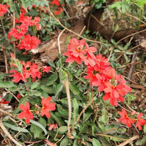 Crossandra massaica Blomst