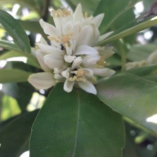 Citrus sinensis പുഷ്പം