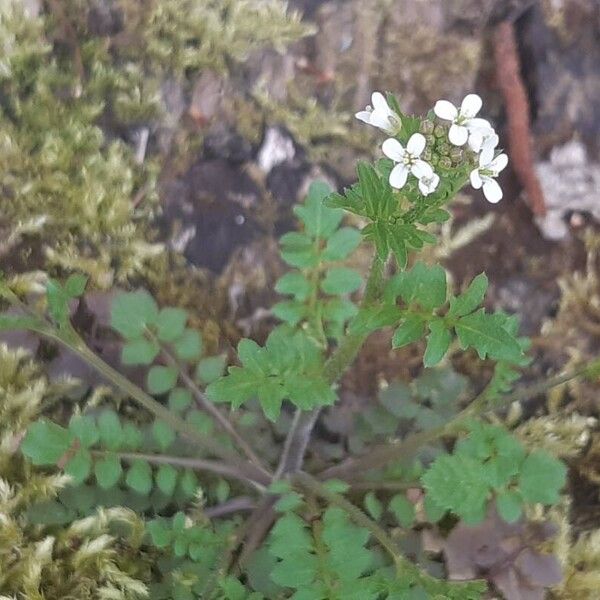 Cardamine flexuosa ফুল