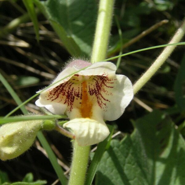 Sesamum sesamoides Blomst