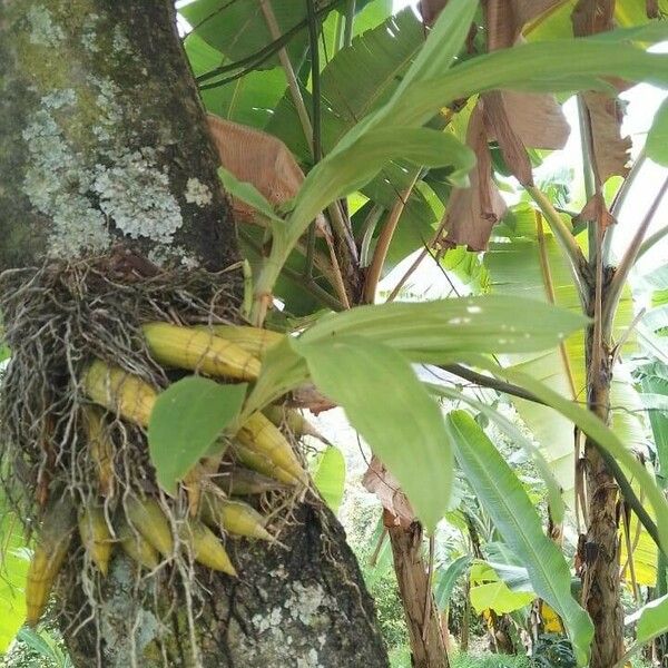 Catasetum maculatum Flower