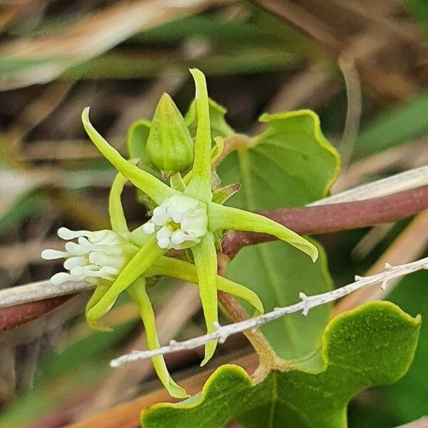 Cynanchum hastifolium 花