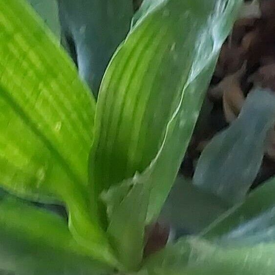 Dracaena angustifolia Blad