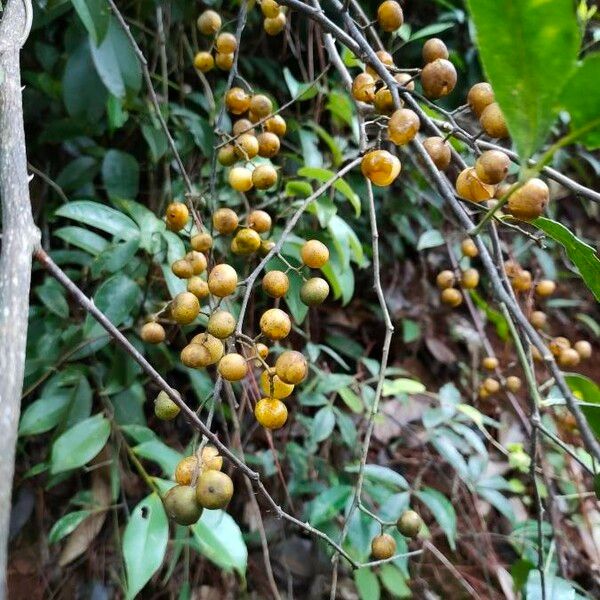 Zanthoxylum asiaticum Fruto