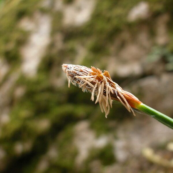 Carex brevicollis Λουλούδι