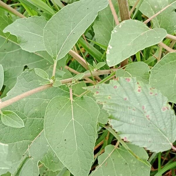 Arctium tomentosum Blad