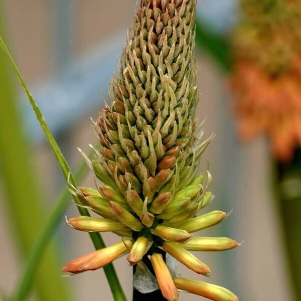 Kniphofia uvaria Flower