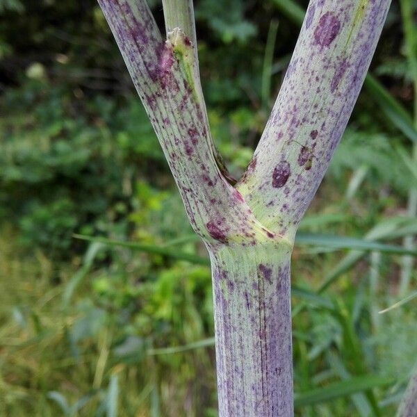 Conium maculatum Beste bat