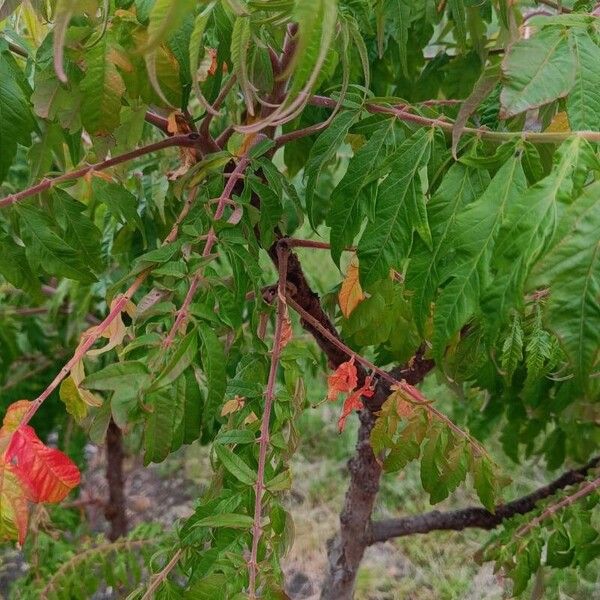 Rhus typhina ഇല