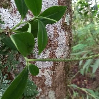 Peperomia san-joseana 葉