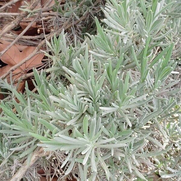 Lavandula latifolia Blatt