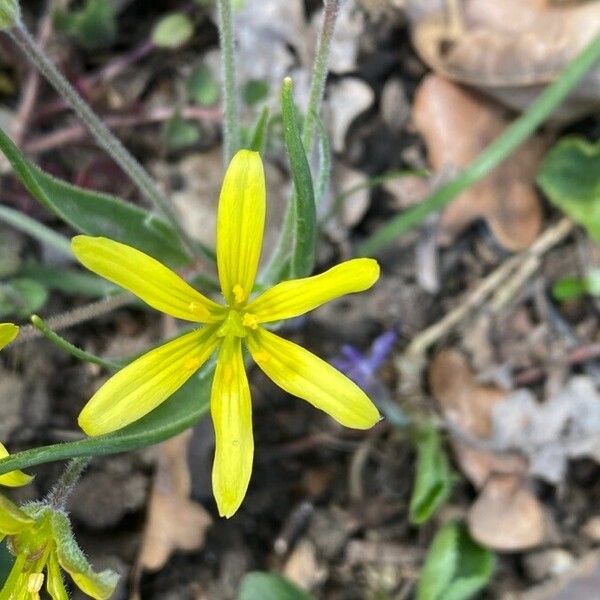 Gagea villosa Flower