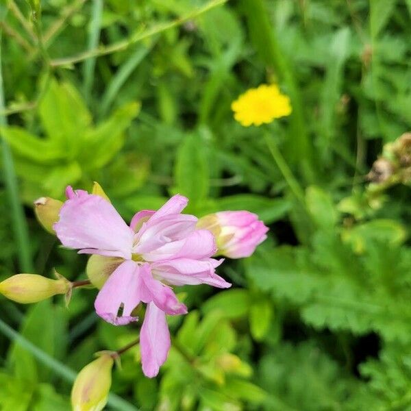 Saponaria caespitosa Flower