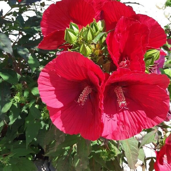 Hibiscus moscheutos ফুল