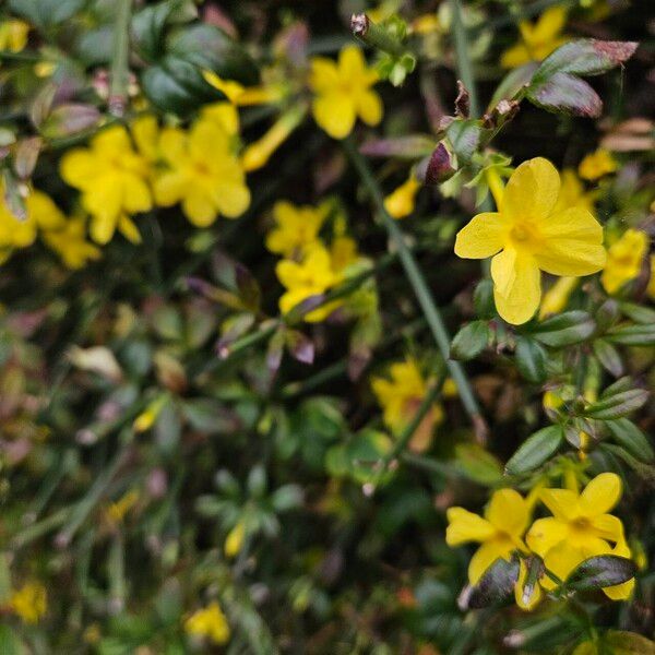 Jasminum nudiflorum 形態