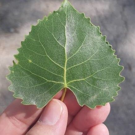 Populus nigra Folha