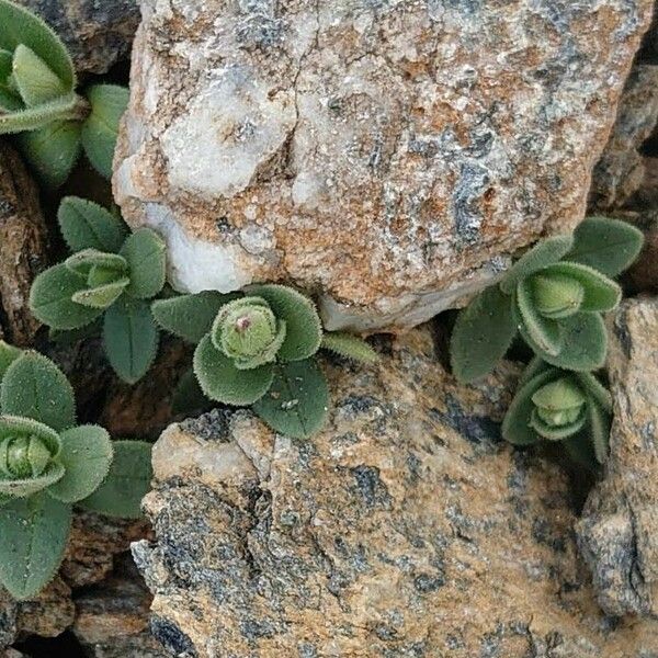 Cerastium latifolium Folha