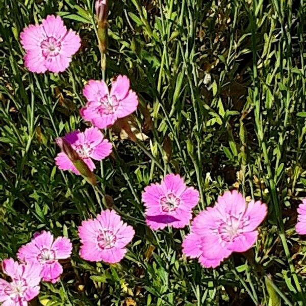 Dianthus deltoides Λουλούδι