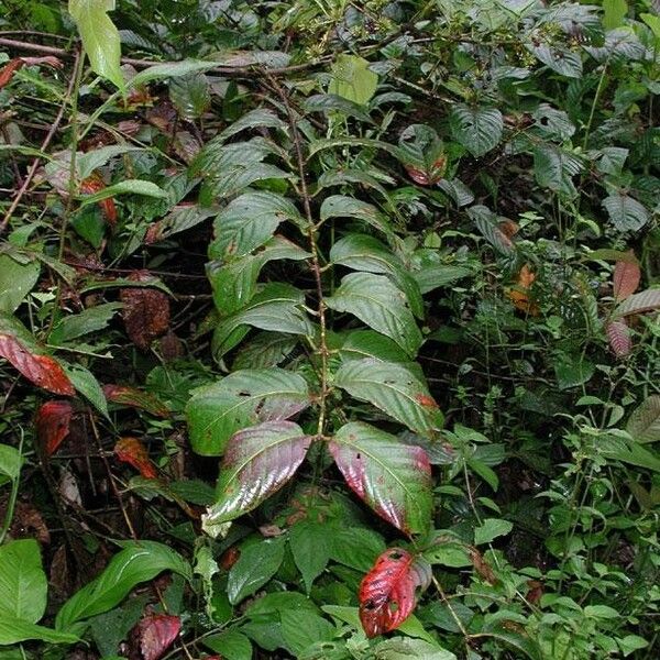 Uncaria tomentosa Hábitos