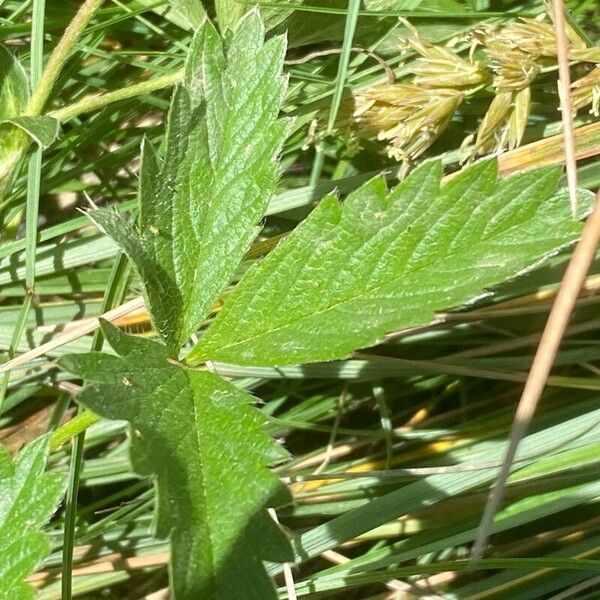 Potentilla grandiflora Leaf