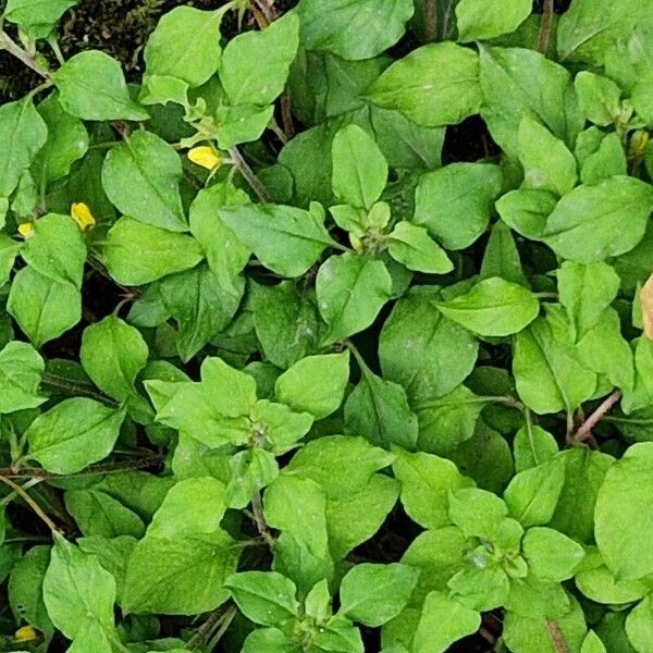 Lysimachia japonica Blad