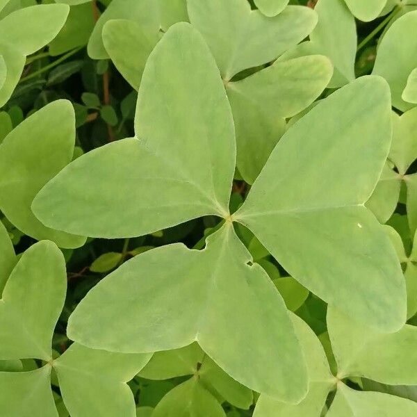 Oxalis latifolia List