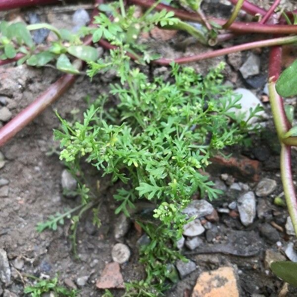 Lepidium didymum Habitus