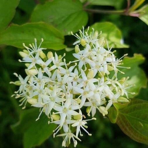 Cornus sanguinea Flower