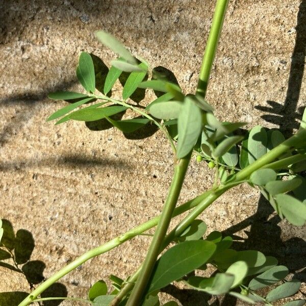 Phyllanthus urinaria Folio