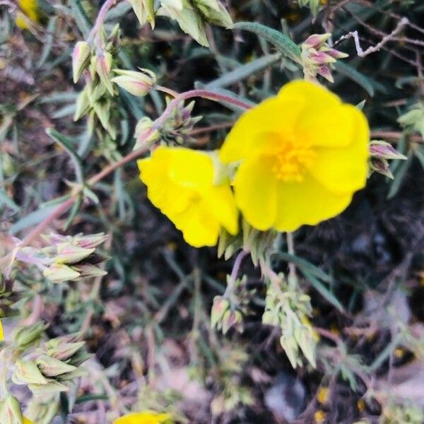 Helianthemum syriacum Kukka